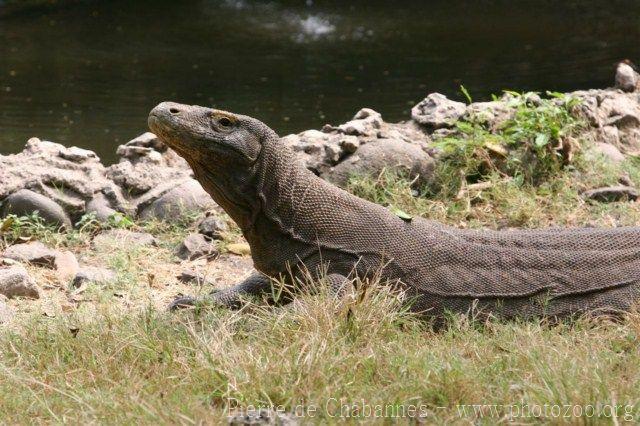 Komodo dragon