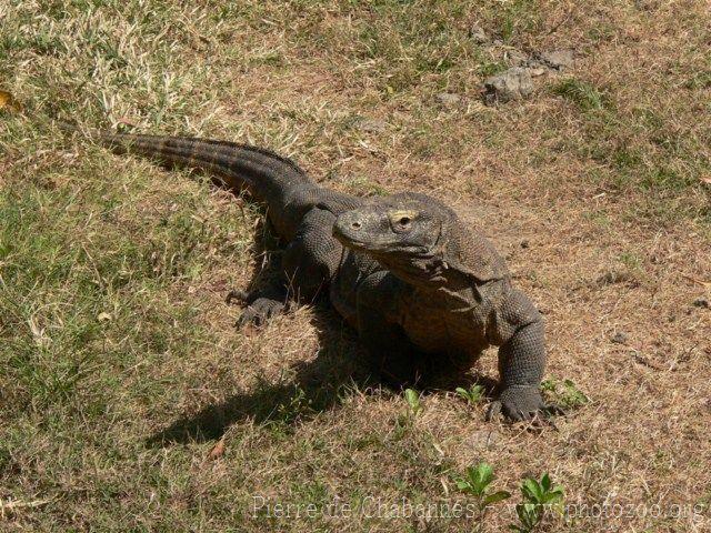 Komodo dragon