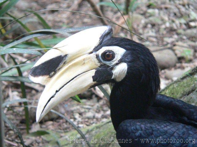 Oriental pied hornbill