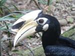 Oriental pied hornbill