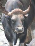 Javan banteng