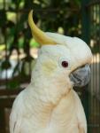 Yellow-crested cockatoo