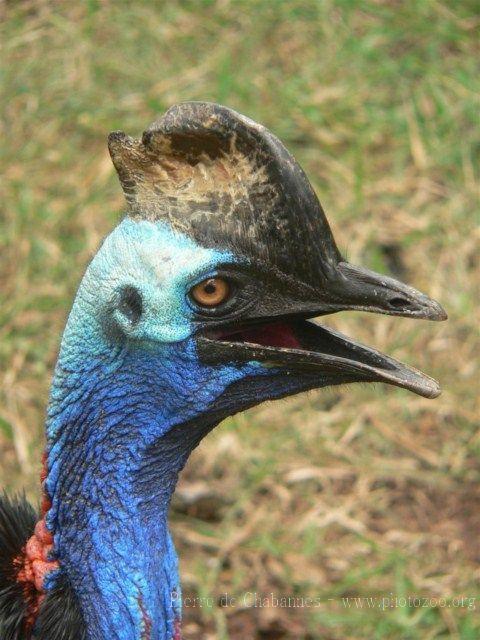 Southern cassowary