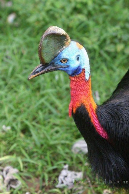 Northern cassowary