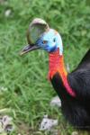 Northern cassowary