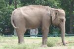 Sumatran elephant