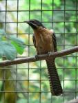 Eastern koel