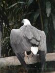 White-bellied sea-eagle