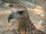 Grey-headed fish-eagle