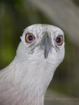 Grey-headed fish-eagle