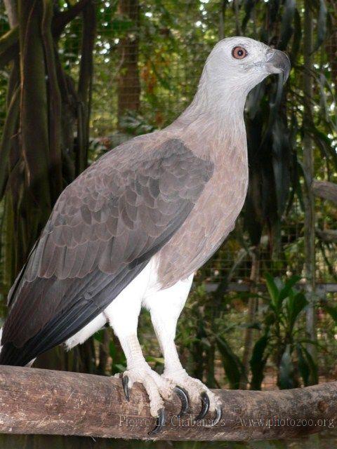 Grey-headed fish-eagle