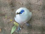 Bali myna