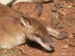 Agile wallaby