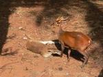 Agile wallaby and Javan barking deer