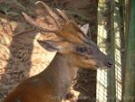 Southern red muntjac