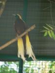 Lesser bird-of-paradise