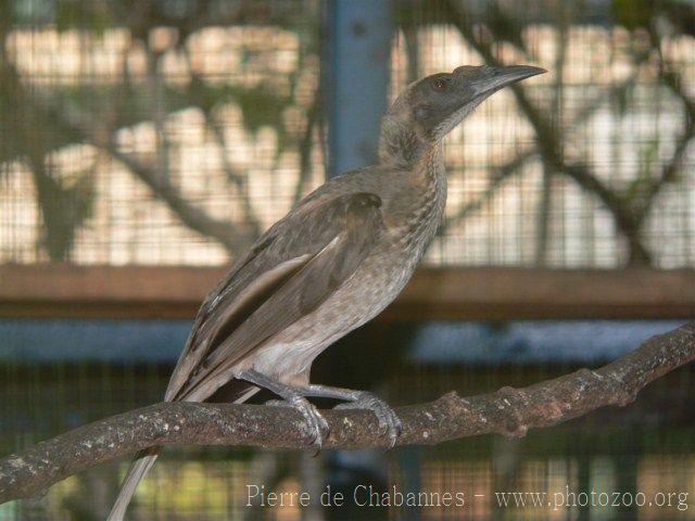 Helmeted friarbird *