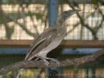 Helmeted friarbird *