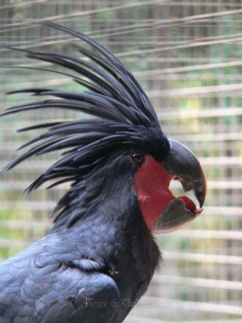 Palm cockatoo