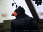 Wattled curassow *