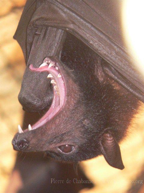 Large flying-fox