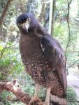 Crested serpent-eagle