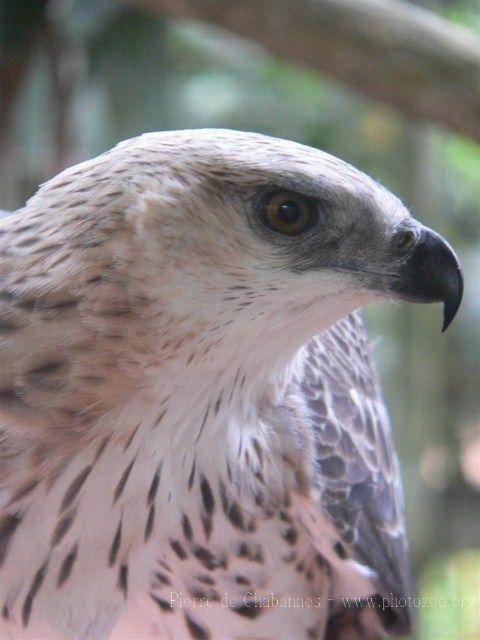 Changeable hawk-eagle