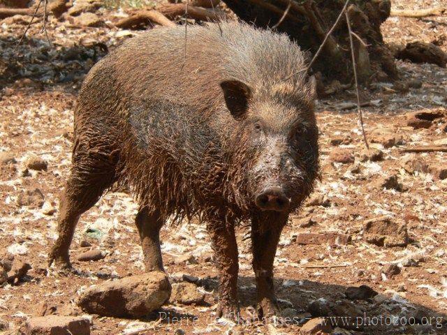 Indonesian wild boar