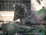 Small indian civet