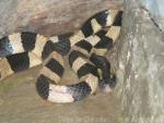 Banded krait *