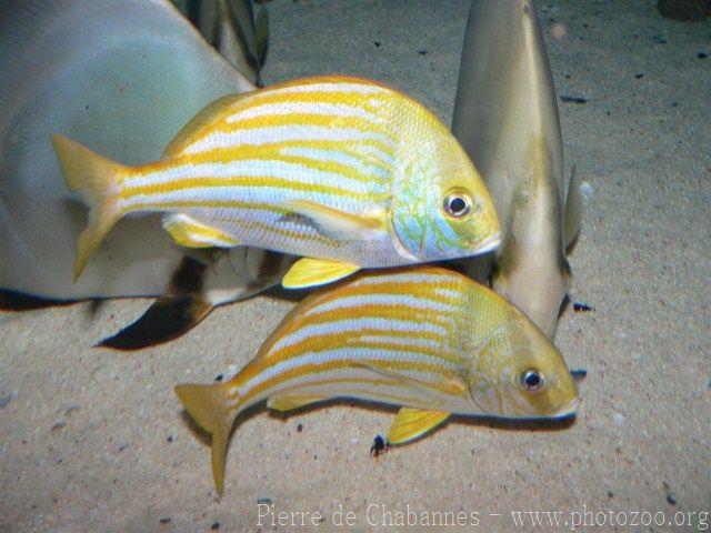 Porkfish