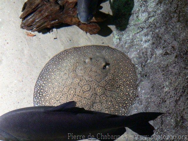 Vermiculate river stingray