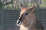 Sing-Sing waterbuck *