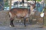 Sing-Sing waterbuck *