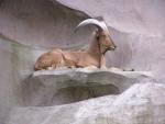 Aoudad *