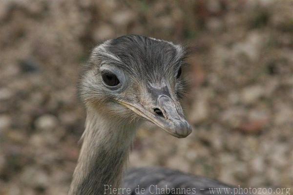 Greater rhea *