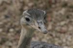 Greater rhea *