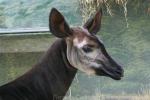 Okapi *