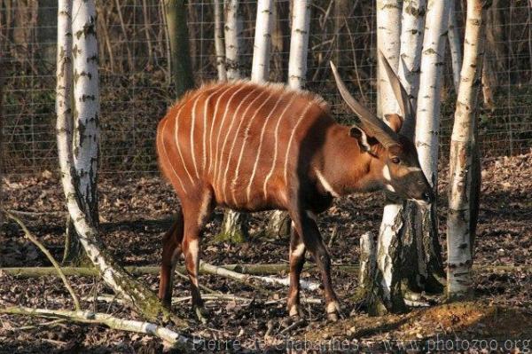 Eastern bongo