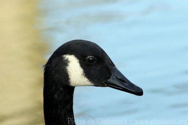 Atlantic Canada goose