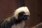 Cotton-top tamarin