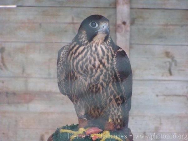 Peregrine falcon