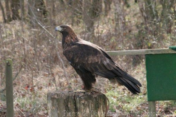 Golden eagle