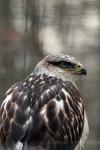 Ferruginous hawk