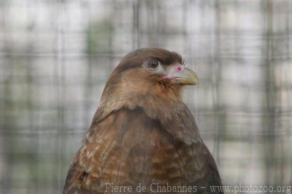 Chimango caracara