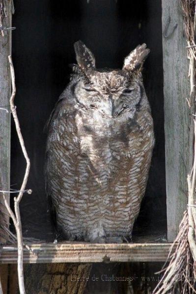 Spotted eagle-owl