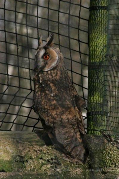 Northern long-eared owl