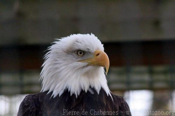 Bald eagle