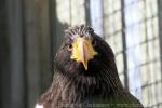 Steller's sea-eagle