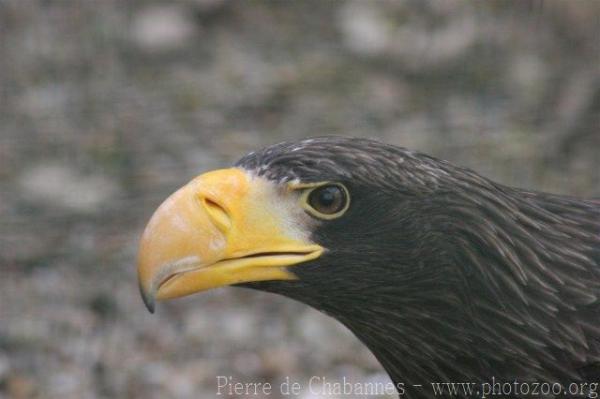 Steller's sea-eagle